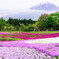 芝桜