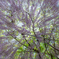 wisteria umbrella
