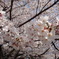 さくら＠新宿御苑