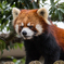 一番かわいく撮れたレッサーパンダ（西山公園より）
