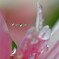 小さな花の首飾り