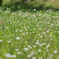 公園の花