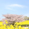 白木峰高原