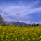 canola flower