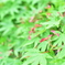 もみじに花？