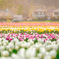 Color of Spring