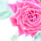 rose garden
