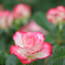 名城公園の薔薇～その一
