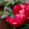 芍薬