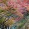 祈りの道の紅葉１（西山公園より）