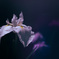 Japanese Iris