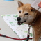 威嚇する愛犬「はな」