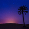 Sahara night