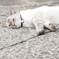 猫日和