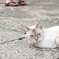 猫日和