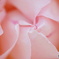 2015～2016 HTB 薔薇祭り