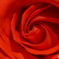 2015～2016 HTB 薔薇祭り