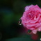 2015～2016 HTB 薔薇祭り