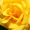 2015～2016 HTB 薔薇祭り
