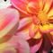 2015～2016 HTB 薔薇祭り