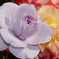 2015～2016 HTB 薔薇祭り