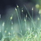May of the field