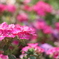 ピンクのお花