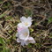 舞い落ちた桜
