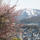 桜と天狗山