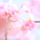 春の思い出