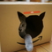 cat box