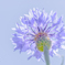 Madame Bleuet