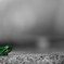 GREEN3