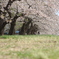 土手の桜☆