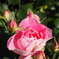少し早めの薔薇