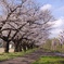 桜と鯉のぼり