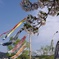 鯉のぼりと桜