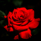 5月の薔薇たち..＃1 〜情熱の赤い薔薇〜