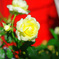 黄色い薔薇の花言葉は
