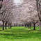 sakura Ⅱ