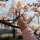 初桜