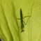 カマキリ