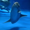 ぶくぶくぶくっ。。。俺は、もうダメダ・・・(おぼれるマンボウ)