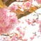 八重さん