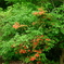 DSC01096