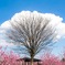 雲の木と桃の花