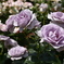 DSC_0385-20160514_124945