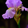 花菖蒲