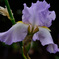 花菖蒲