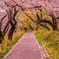 桜と道